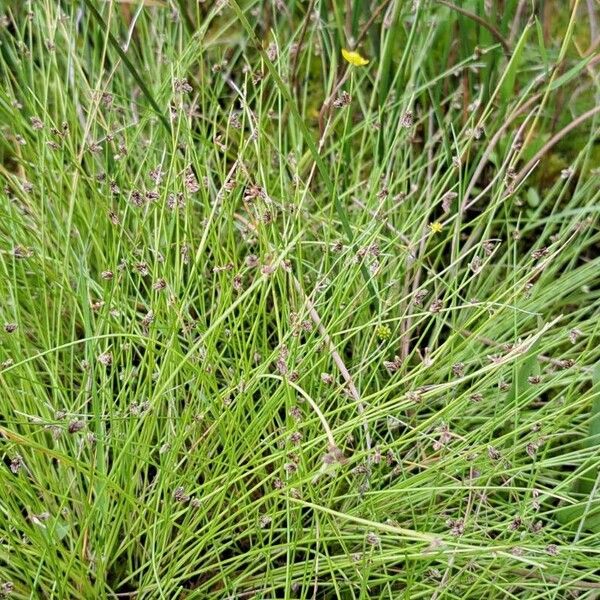 Isolepis setacea Pokrój