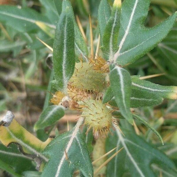 Xanthium spinosum Fruit