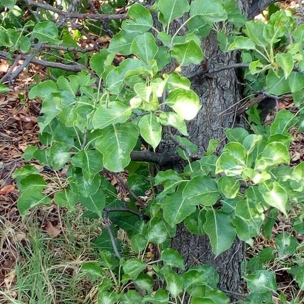 Pyrus spinosa Folha