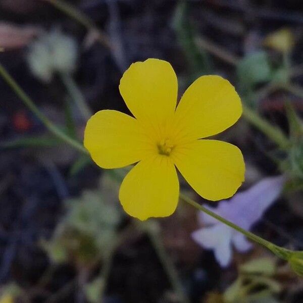 Linum maritimum Blüte