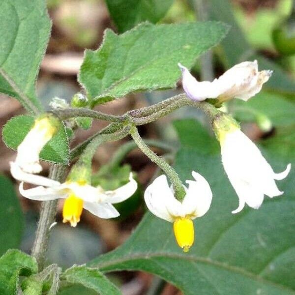 Solanum americanum Цвят