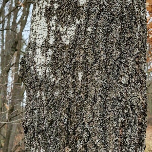 Populus tremula Corteccia