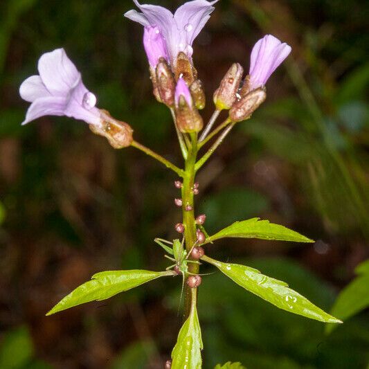 Cardamine bulbifera Azala