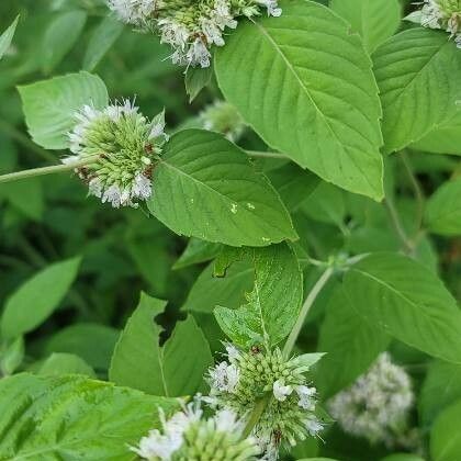 Pycnanthemum incanum Flor