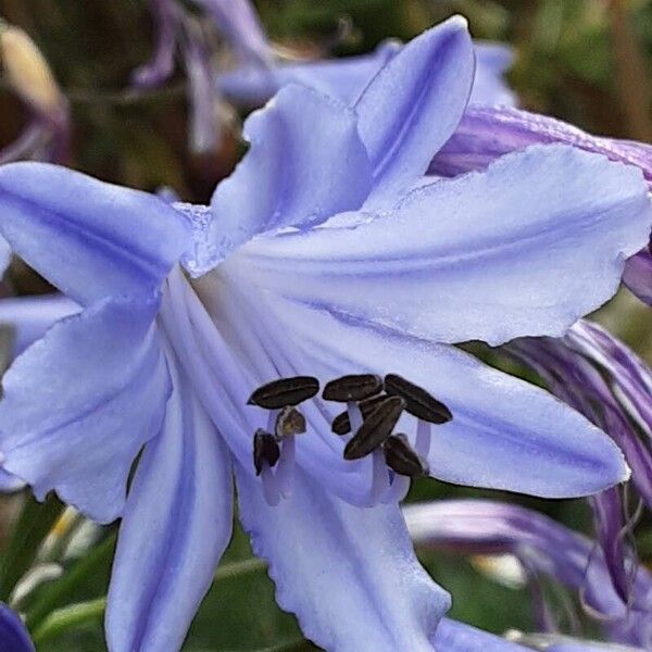 Agapanthus praecox Floare