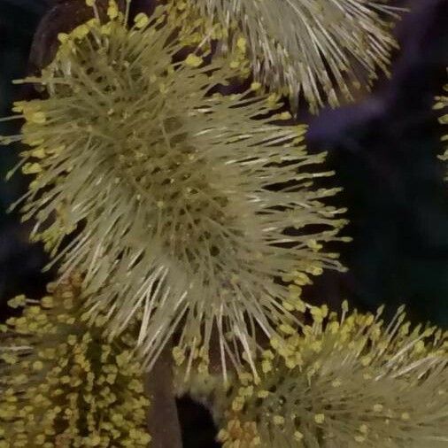 Salix caprea Flower