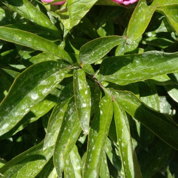 Paeonia lactiflora Leaf