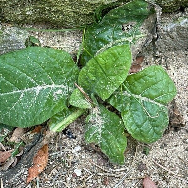 Nicotiana rustica Liść