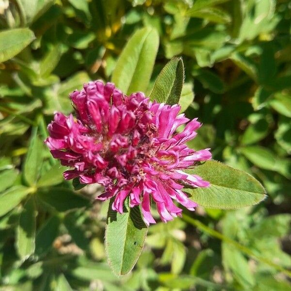 Trifolium alpestre Fleur