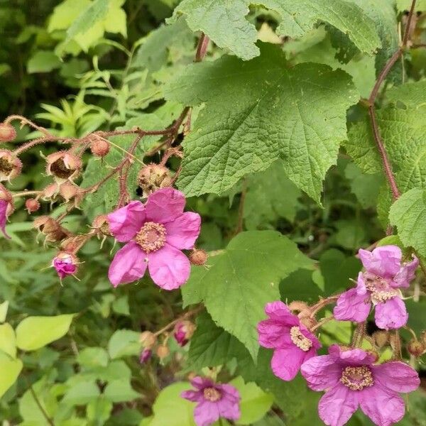 Rubus odoratus Fiore