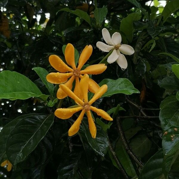 Gardenia tubifera Цветок