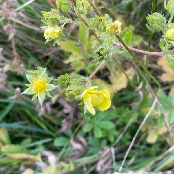 Potentilla recta Floro