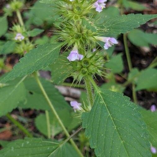 Galeopsis tetrahit Кветка