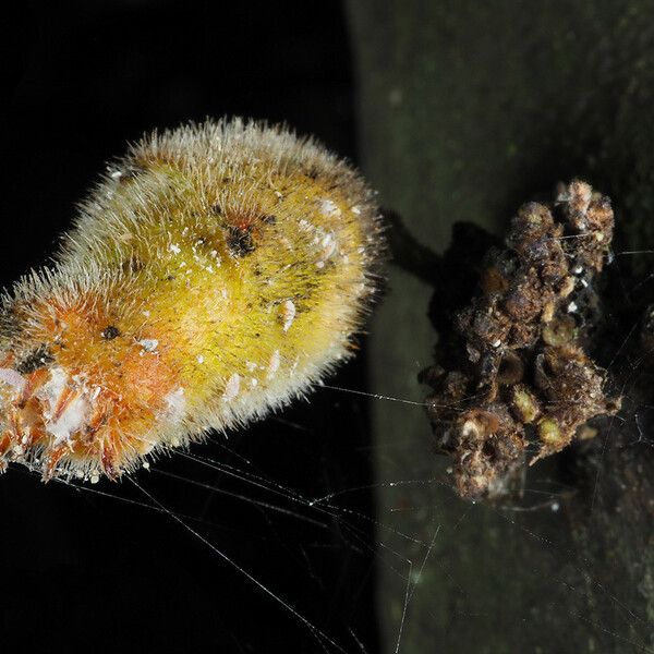 Ficus coronata फूल