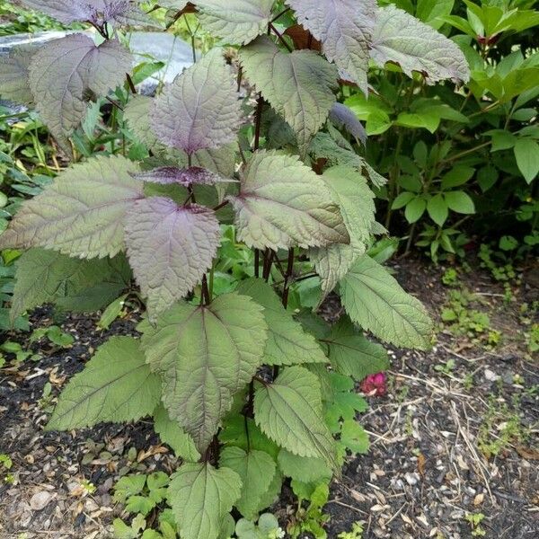 Ageratina altissima Folio