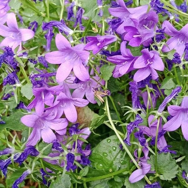 Campanula portenschlagiana Flower