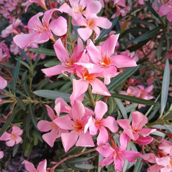 Nerium oleander Virág