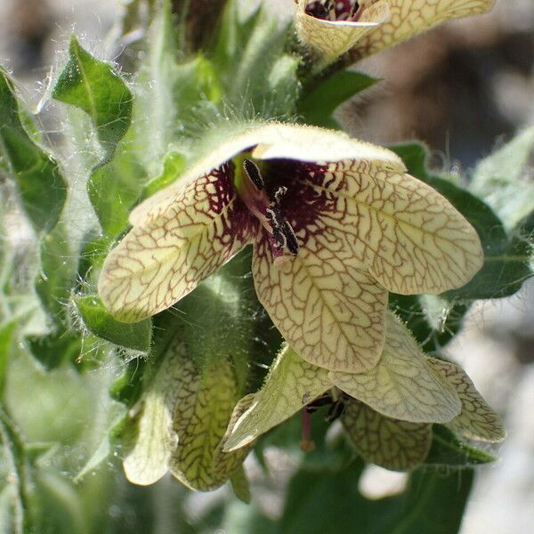 Hyoscyamus niger Flower