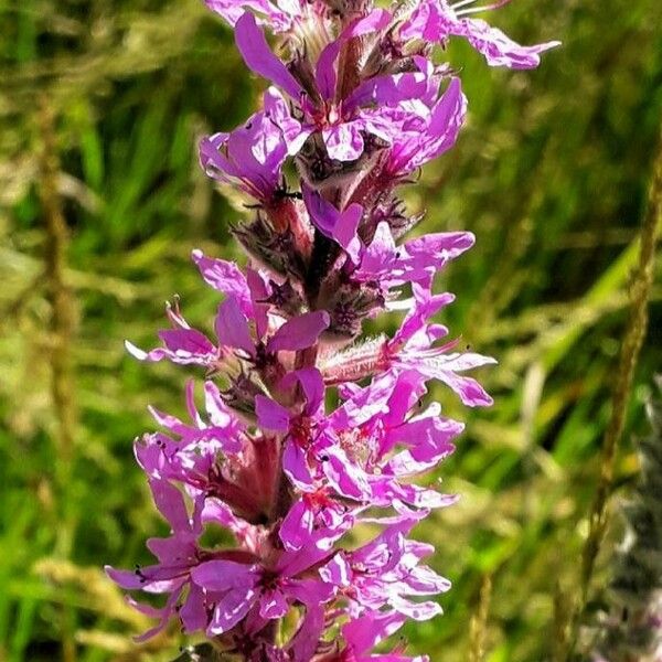 Lythrum salicaria Flower