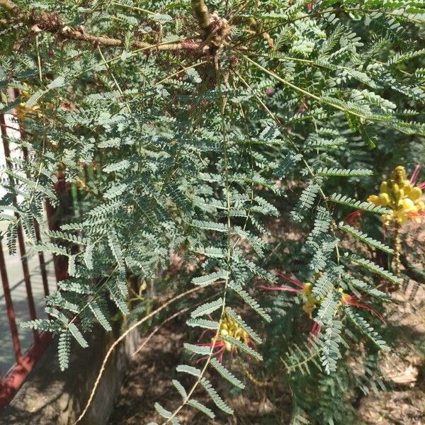 Caesalpinia gilliesii Liść