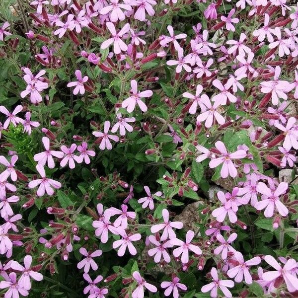 Saponaria ocymoides Bloem