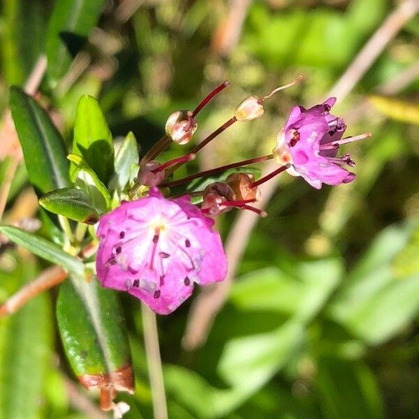 Kalmia polifolia Květ