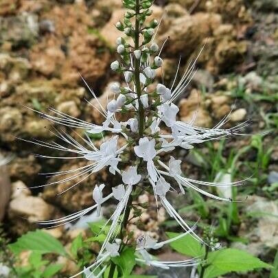 Orthosiphon aristatus Blüte