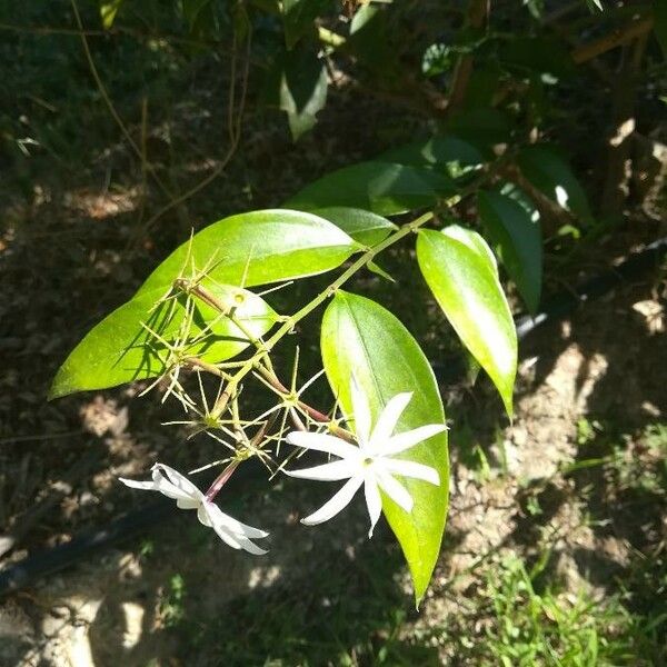 Jasminum laurifolium Floro