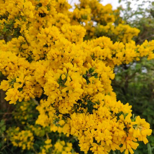 Cytisus balansae Flower