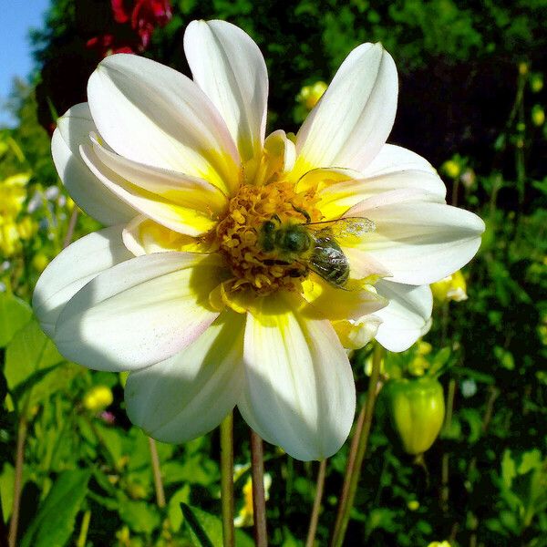 Dahlia pinnata Flower