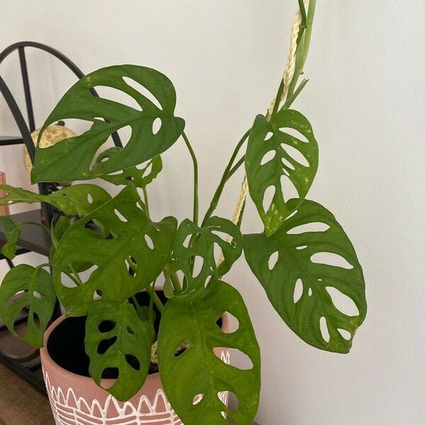 Monstera adansonii Levél