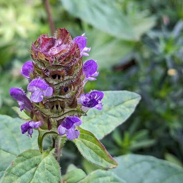 Prunella vulgaris Květ