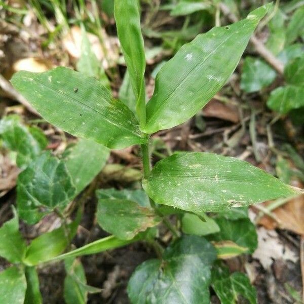 Oplismenus undulatifolius Ліст