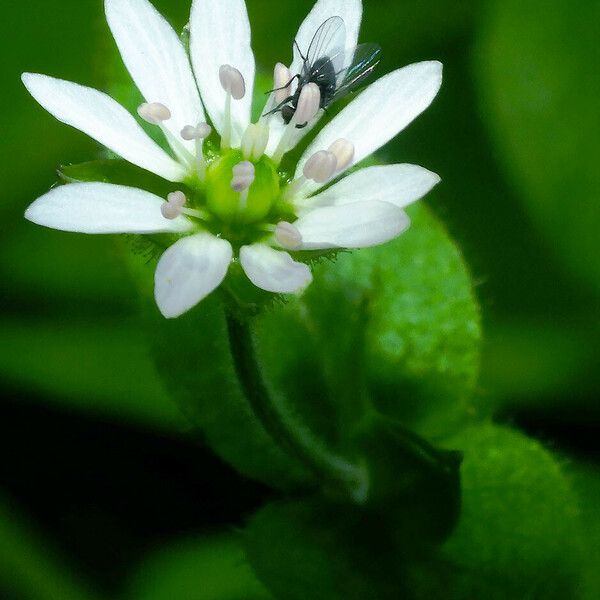 Stellaria aquatica Flor