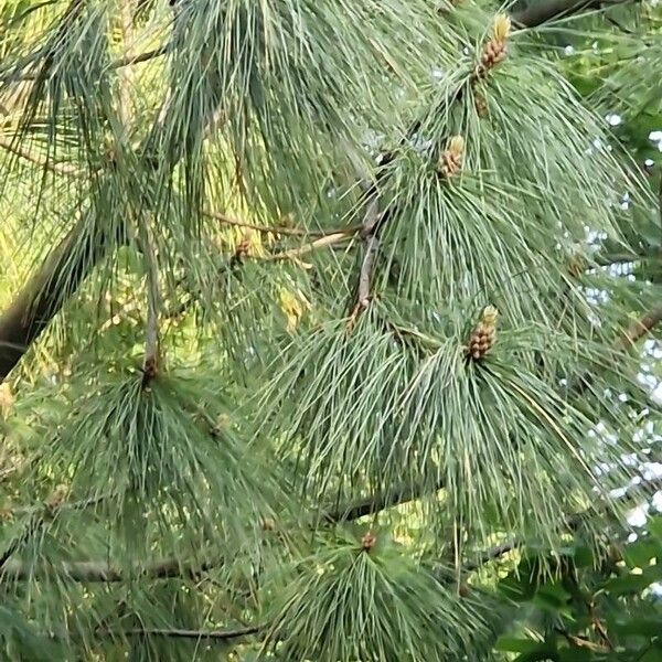 Pinus wallichiana Fuelha