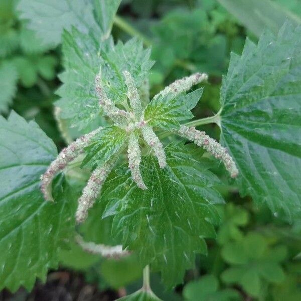 Urtica membranacea Kvet