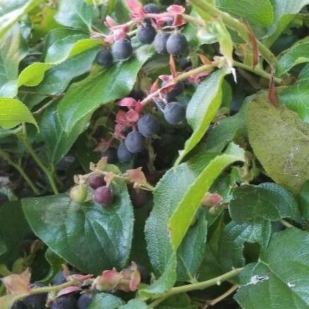 Gaultheria shallon Fruit