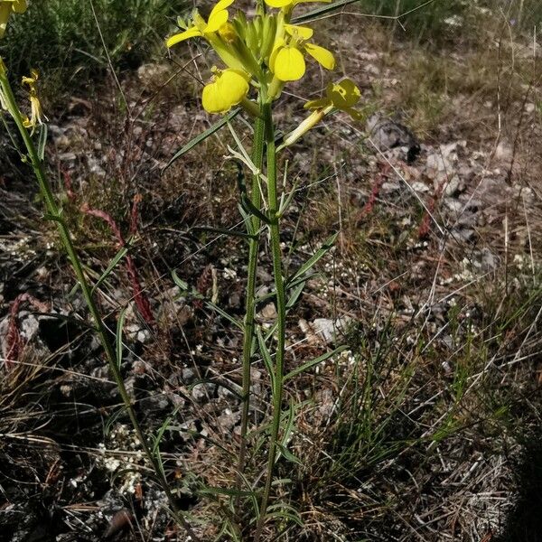 Erysimum asperum Yaprak