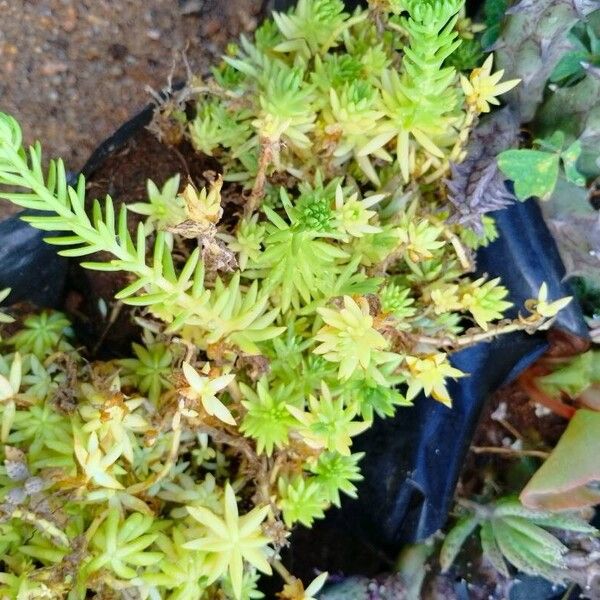 Sedum mexicanum Folha