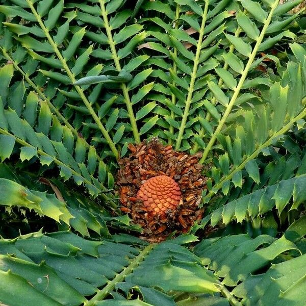 Encephalartos ferox Deilen