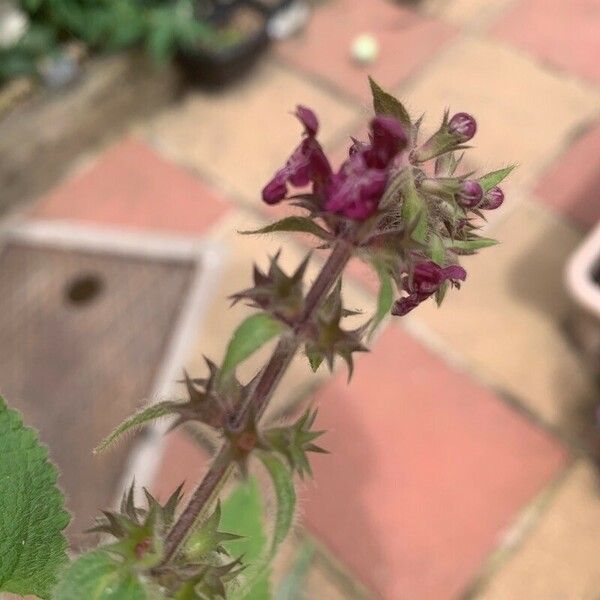 Stachys sylvatica Õis