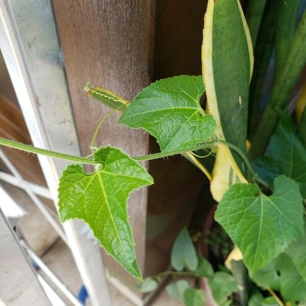 Cucumis melo Blad