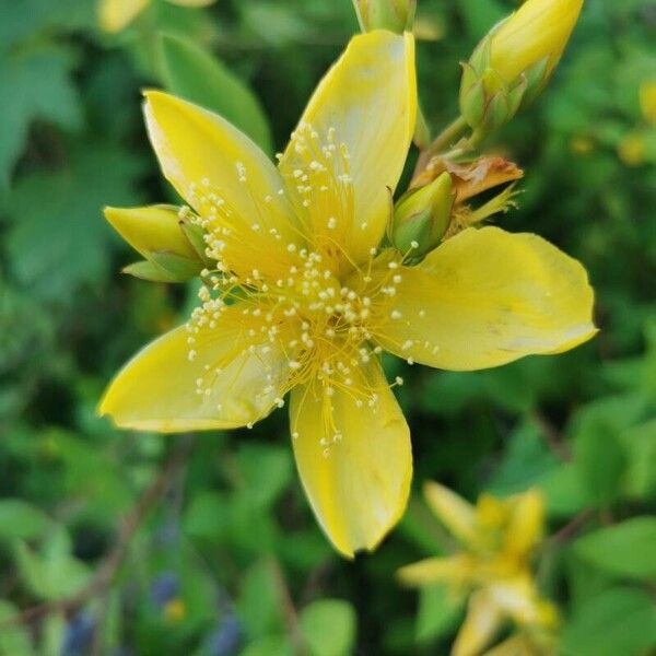 Hypericum hircinum 花