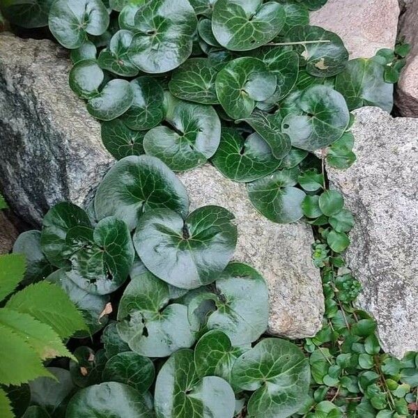 Asarum europaeum Lapas