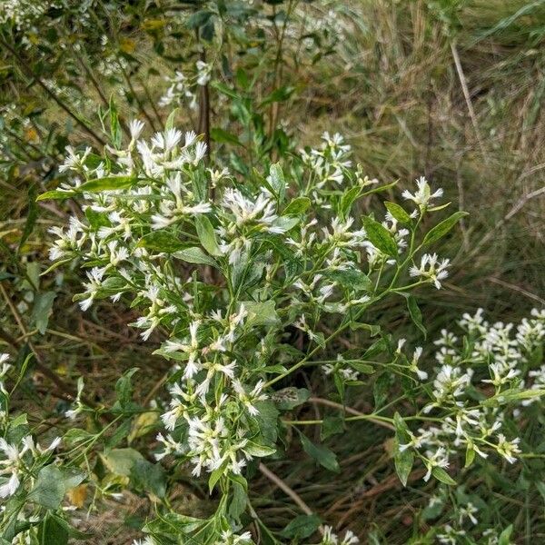 Baccharis halimifolia Blomst