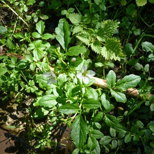 Cardamine amara Blad