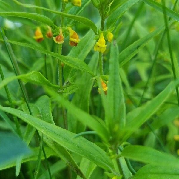 Melampyrum sylvaticum Flor