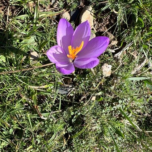 Crocus neapolitanus Flower