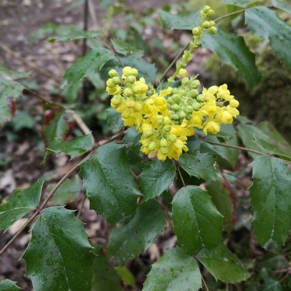 Berberis aquifolium পাতা