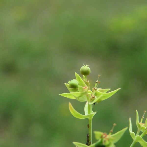 Euphorbia exigua Fruct